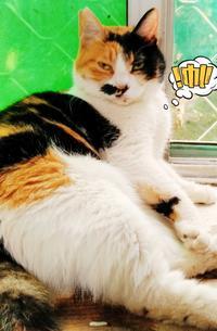 把猫变成人的视频